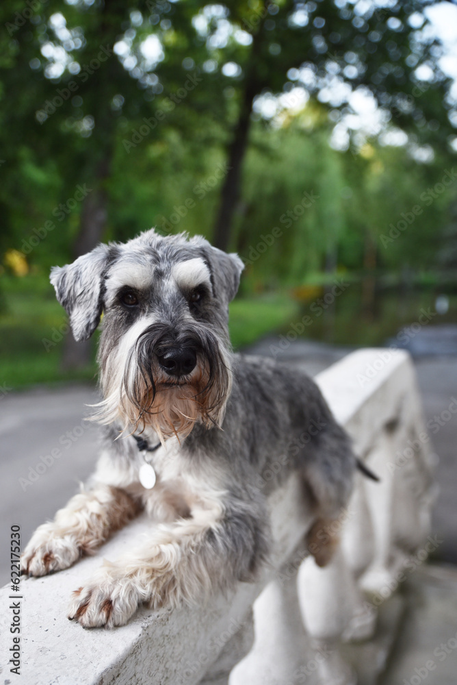 medium-sized grey dog in the park. Schnauze.