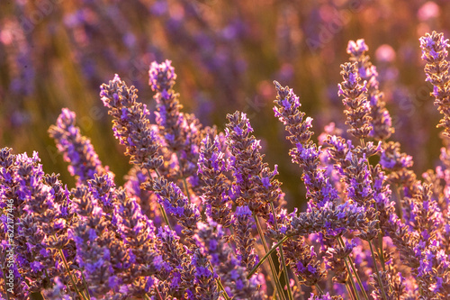 Detail of a lavender field in the Southern French Provence  on a sunny summer afternoon.