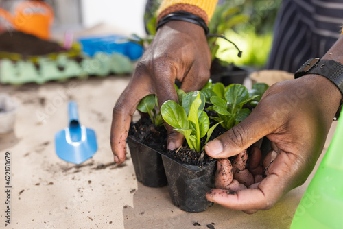Hands of african american man planting in sunny garden