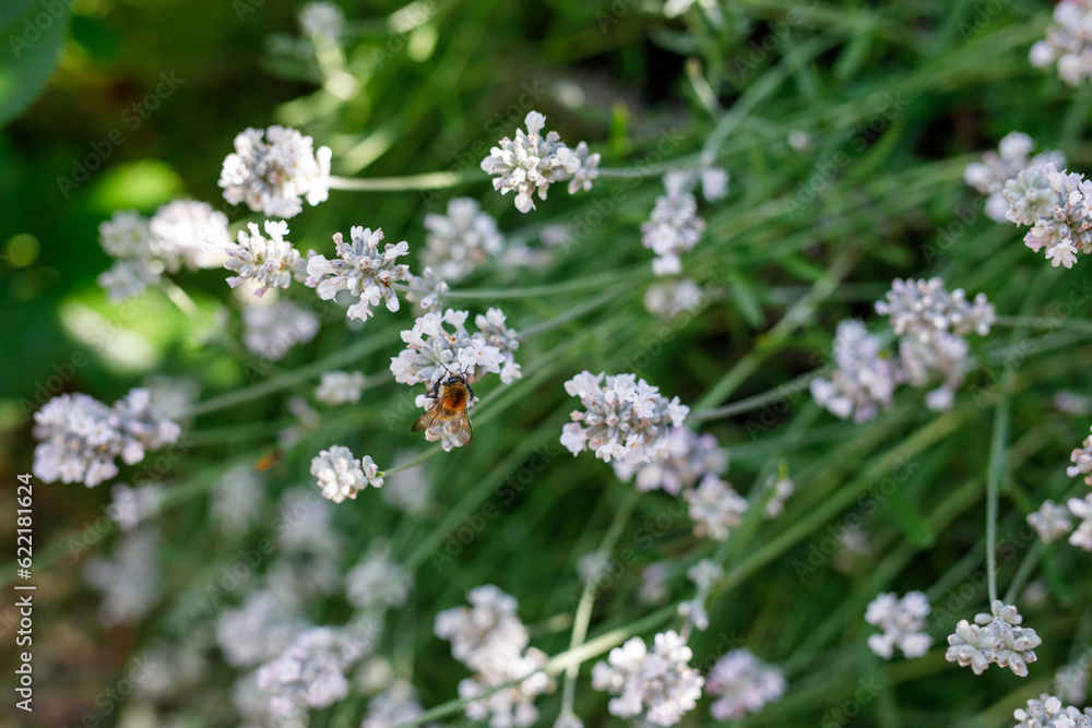 White Lavender at Lavender Farm or domestic garden with bees White Lavender at Lavender Farm or domestic garden with bees