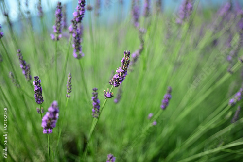 The smell of lavender has a calming effect © Ultra Tama