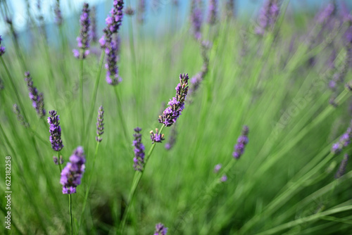 Fototapeta Naklejka Na Ścianę i Meble -  The smell of lavender has a calming effect
