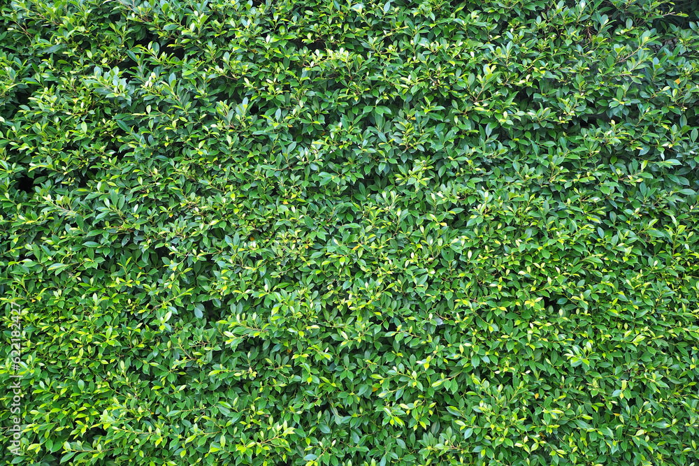 green grass background texture green grass background texture