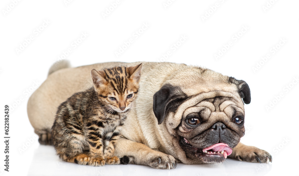 Pug dog lying with tiny bengal kitten. isolated on white background