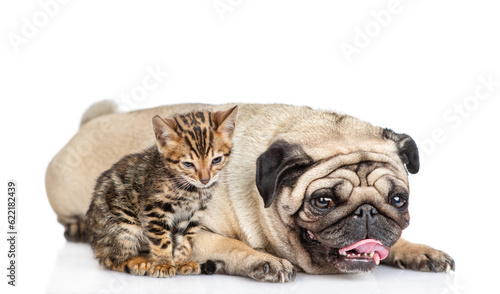 Pug dog lying with tiny bengal kitten. isolated on white background