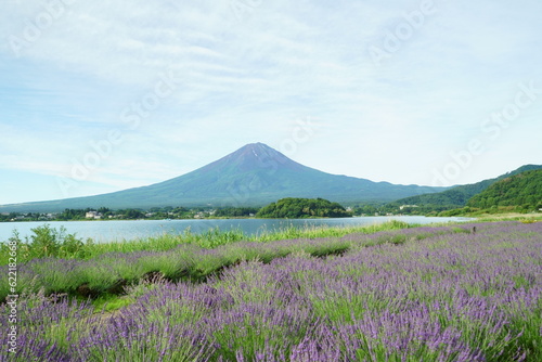 The smell of lavender has a calming effect  © Ultra Tama