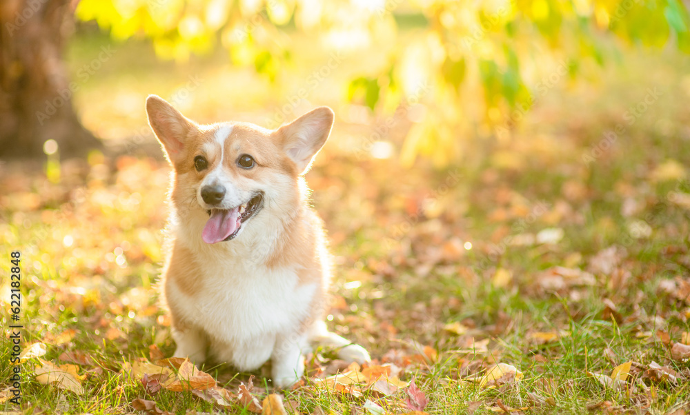 Cute pembroke welsh corgi sits at autumn park in sunset. Empty space for text Cute pembroke welsh corgi sits at autumn park in sunset. Empty space for text