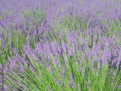 The smell of lavender has a calming effect 