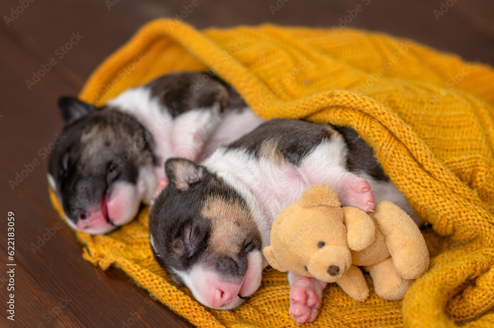 Two tiny newborn Biewer Yorkie  puppies sleep together under a warm plaid with a toy teddy bear. Top down view