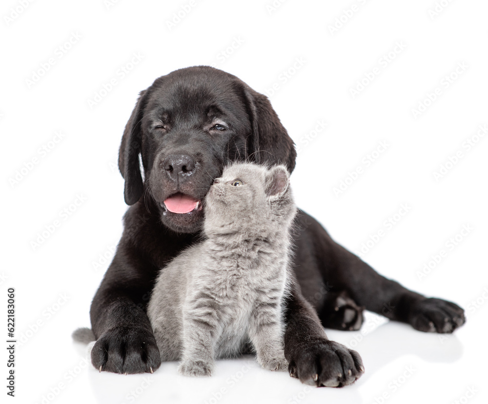 Black labrador puppy hugs tiny kitten. Isolated on white background