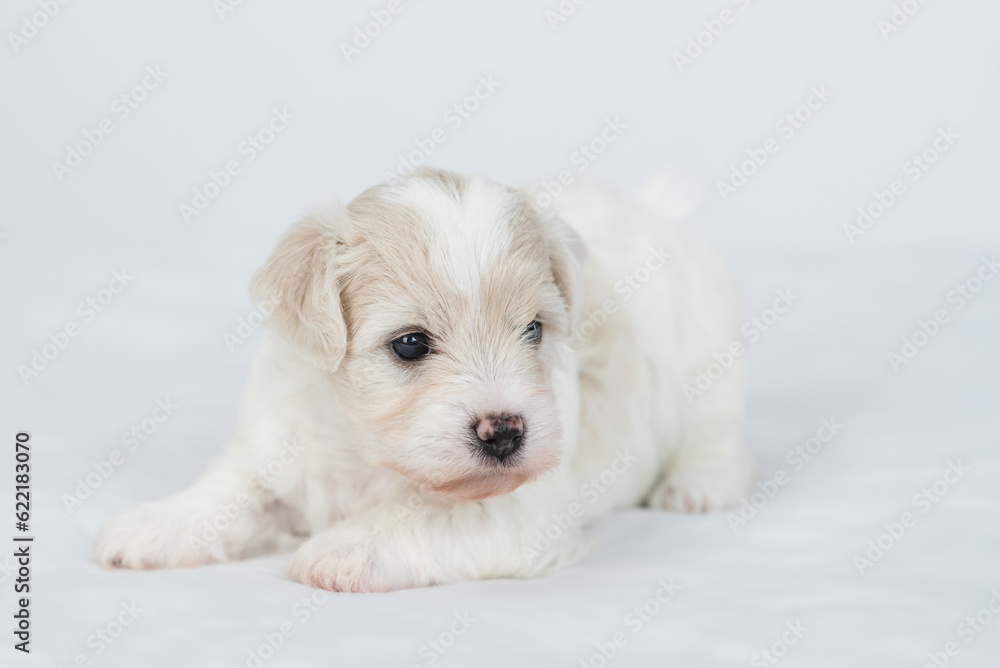 Playful Bichon Frise puppy lying on a bed at home Playful Bichon Frise puppy lying on a bed at home