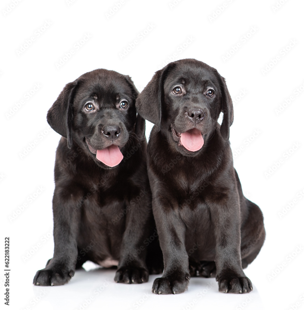 Two Black labrador retriever puppies sitting together and looking at camera. Isolated on white background Two Black labrador retriever puppies sitting together and looking at camera. Isolated on white background