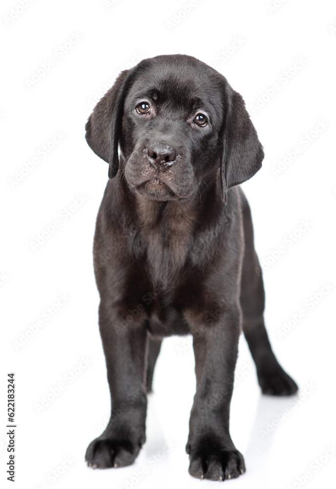 Black labrador retriever puppy standing in front view and looking at camera. Isolated on white background