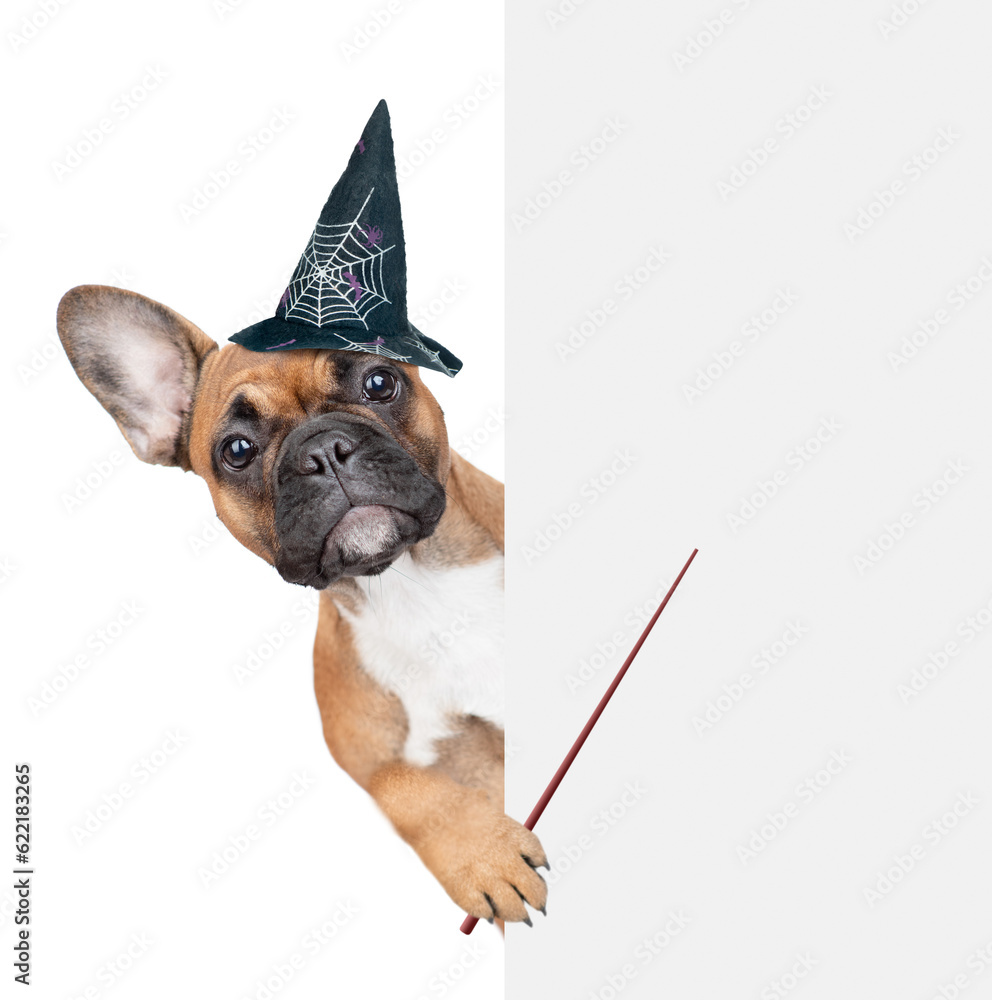 French Bulldog puppy wearing hat for halloween looks from behind empty white banner anf points away on empty space. Isolated on white background