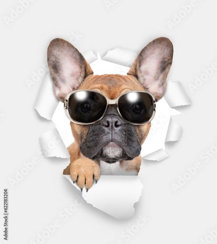 French bulldog puppy wearing sunglasses looking through the hole in white paper © Ermolaev Alexandr