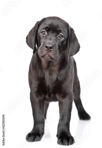 Black labrador retriever puppy standing in front view and looking at camera. Isolated on white background