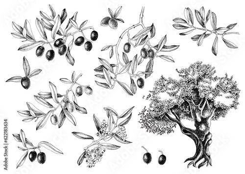 Monochrome vector olive set isolated on white