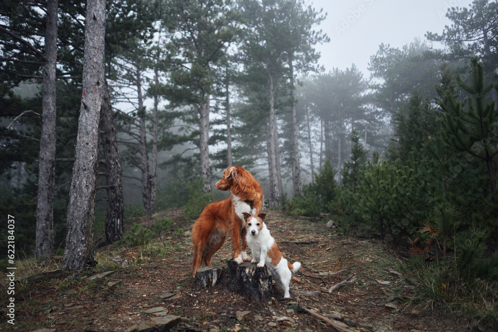 two dogs together. Jack Russell Terrier and Nova Scotia Duck Tolling Retriever. Pet friendship. Dogs in nature in a foggy forest