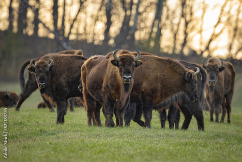 The wild European bison - Bison bonasus in the Poloniny National park in Slovakia. Wildlife scenery.