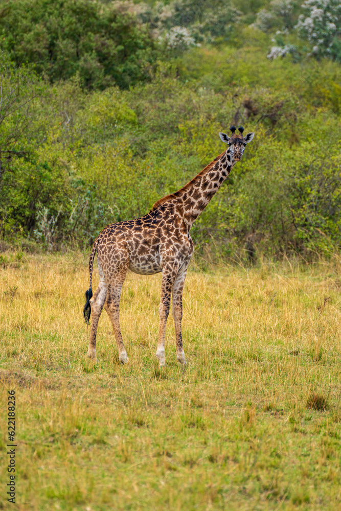 Giraffe in the savannah of kenya, Masai Mara