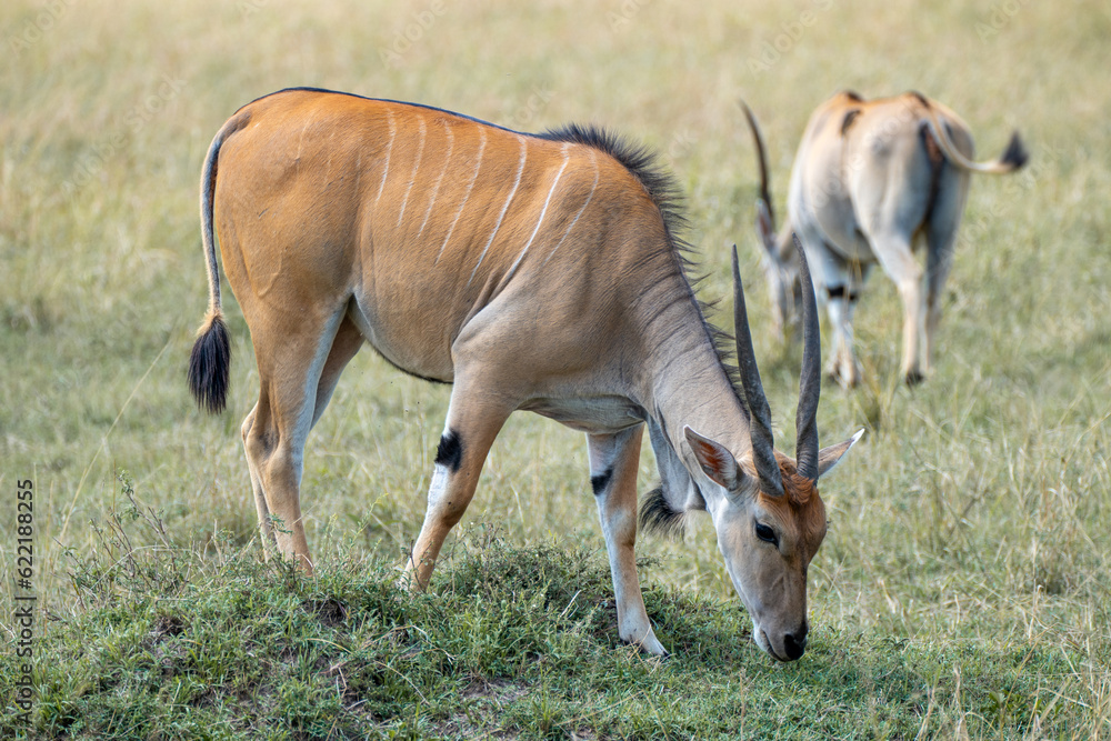 Antelope grazes in the savannah of kenya, Masai Mara