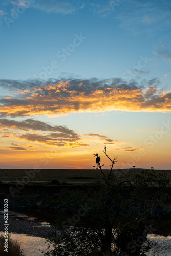 Sunset in the savannah of Kenya with a bird sitting on a tree, Masai Mara