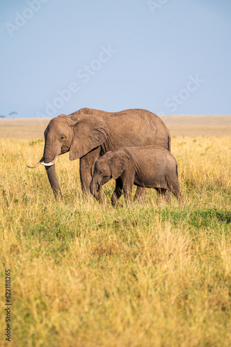 Elephants in the savannah of Kenya  Masai Mara