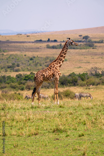 Giraffe in the savannah of kenya, Masai Mara