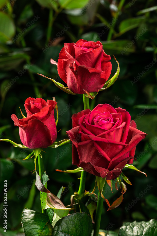 Three red roses together on a green background grow in the garden, top view, close, vertical Three red roses together on a green background grow in the garden, top view, close, vertical