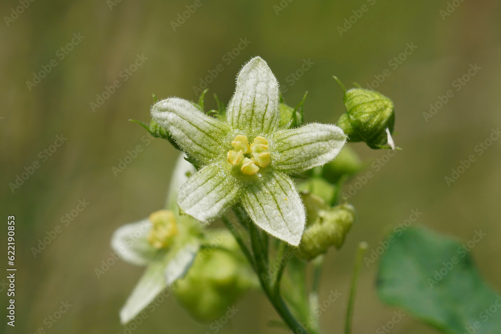 Closeup on a green flowering White bryony, Bryonia dioica wildflower plant Closeup on a green flowering White bryony, Bryonia dioica wildflower plant