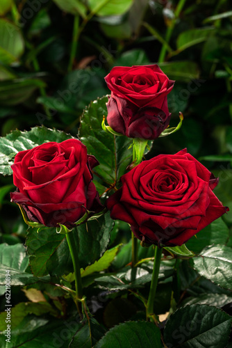 Three red roses together on a green background grow in the garden  top view  close  vertical