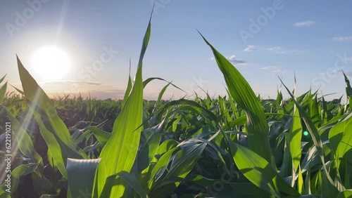 Dolly camera moving along green lush foliage of corn crop against warm summer shiny sun on spectacular blue cloudy sky. It showcasing panoramic view over vast cornfield in golden hour evening time
