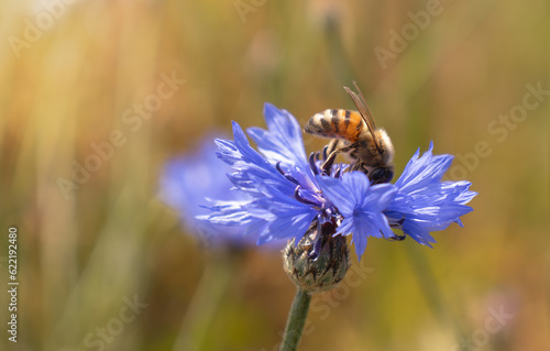 A bee collects honey on blue cornflowers on a bright sunny day. Summer bright background. © NatalKa 