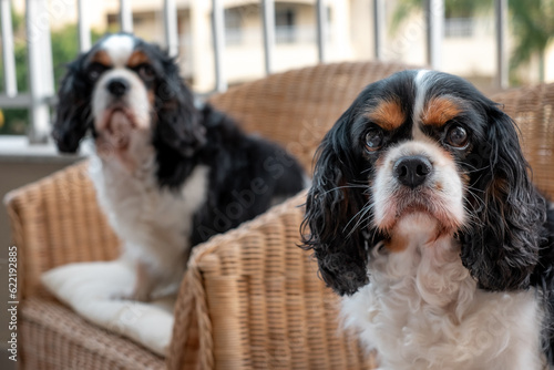 Fotografia Portrait of cute couple of black and white dogs cavalier king charles spaniel si