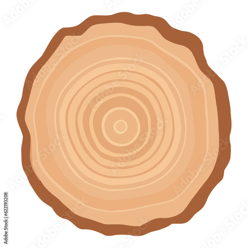Tree trunk wood ring. Tree trunk cross section. wood slice cut isolated on white background.