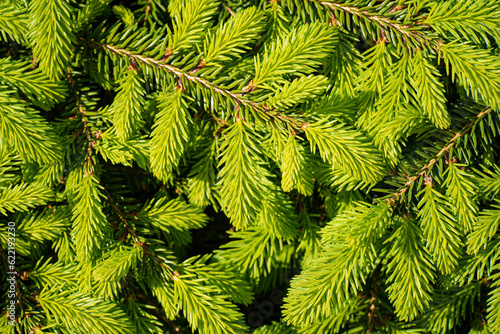 Green branches of spruce close-up. Natural background