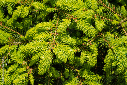 Green branches of spruce close-up. Natural background