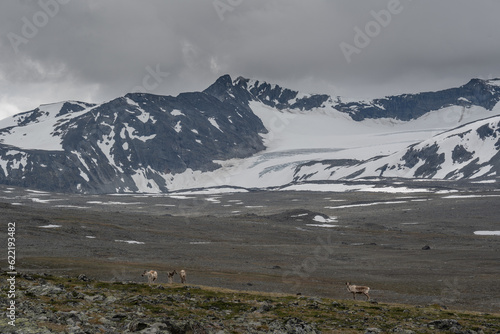 reindeer on the background of the mountains