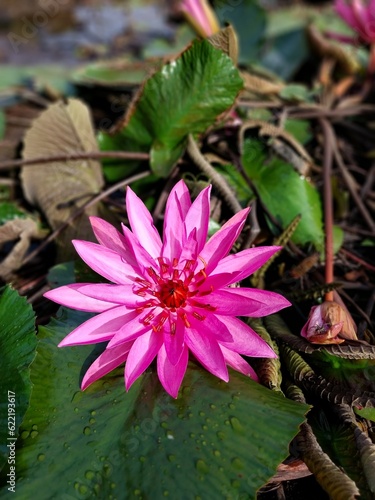 Beautiful lotus flowers pink