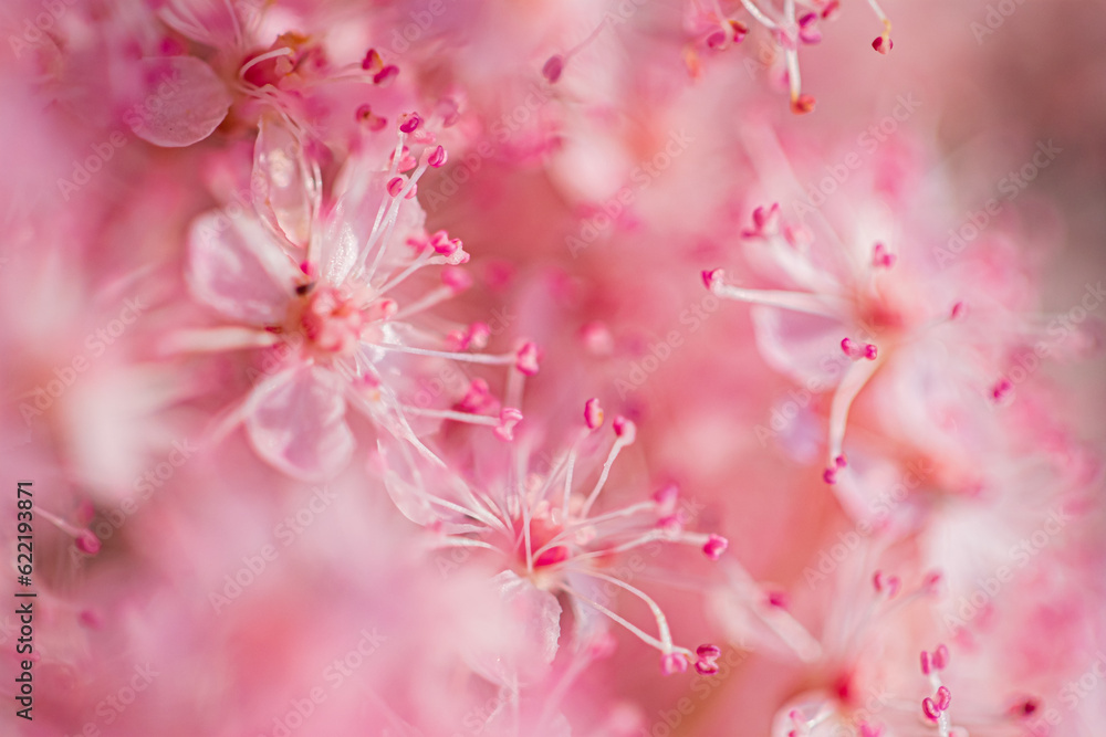 pink flower background, summer concept pink flower background, summer concept