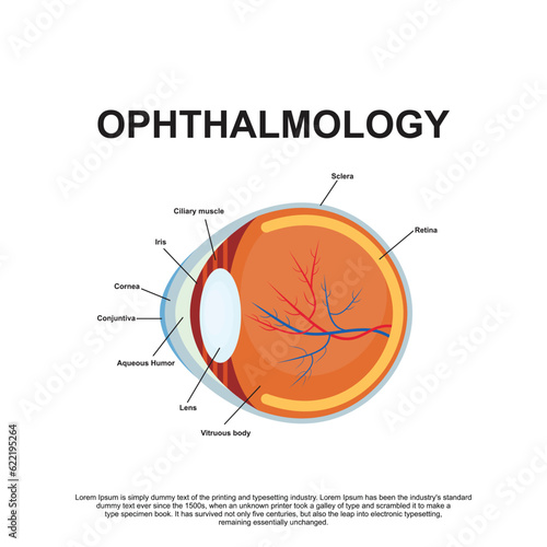 Ophthalmology  Anatomy Vector Illustration
