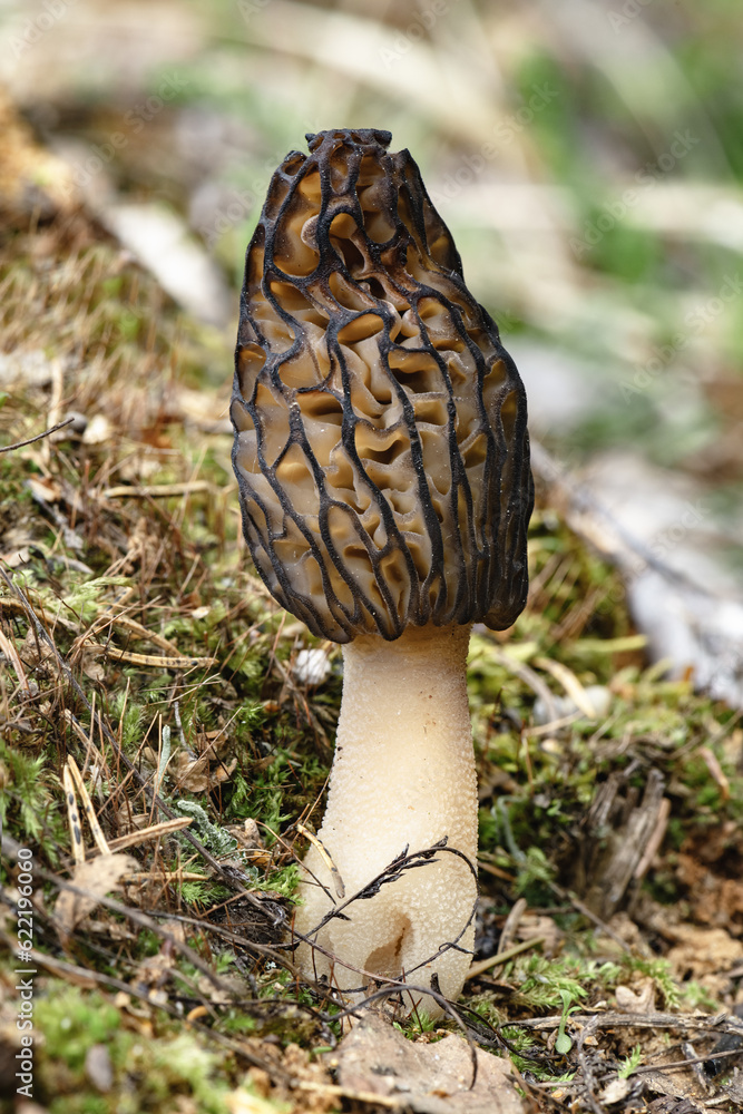 Morchella, the true morels grows in forest. Edible mushrooms closely