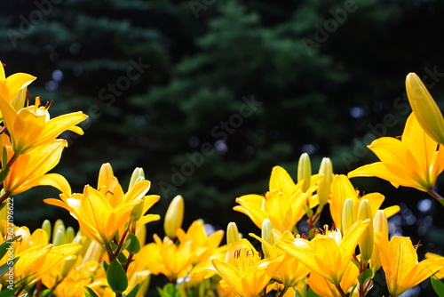 黄色が鮮やかなユリ科の花びら