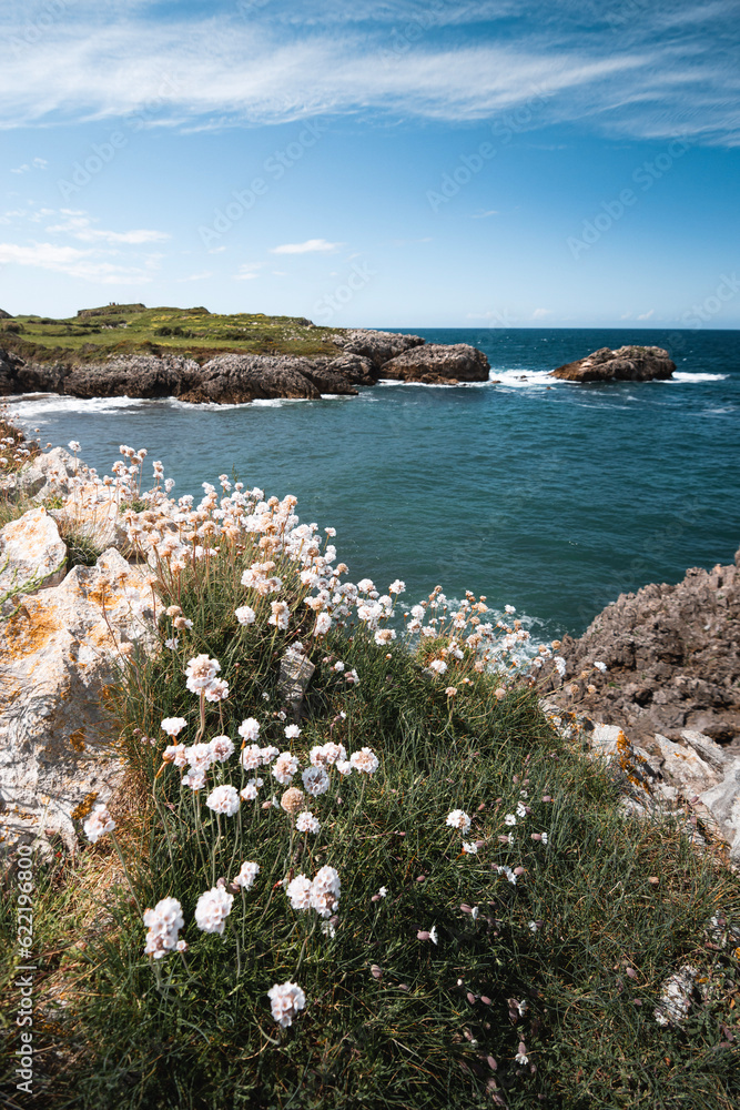 flowers on the cliffs of the Asturian coast with the Cantabrian sea in the background