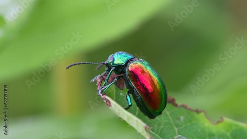 Wallpaper Mural A macro video of a dogbane leaf beetle on a leaf. Torontodigital.ca