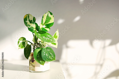 Tropical pothos houseplant with variegated leaves in water bottle, on the desk against white wall with morning light streams, Indoor Gardening. photo