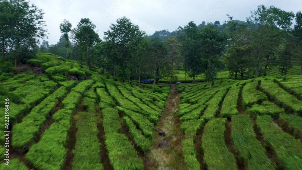 Scenery Of Tea Plantation View At Ciwidey, Bandung In West Java, Indonesia. Aerial Drone Shot Scenery Of Tea Plantation View At Ciwidey, Bandung In West Java, Indonesia. Aerial Drone Shot