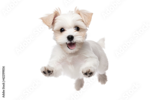 Transparent PNG - White Terrier Puppy