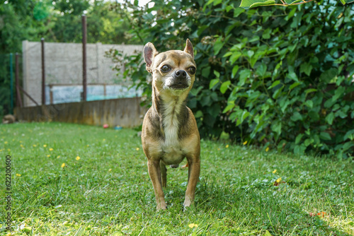 Chihuahua standing in the garden looking into the distance.