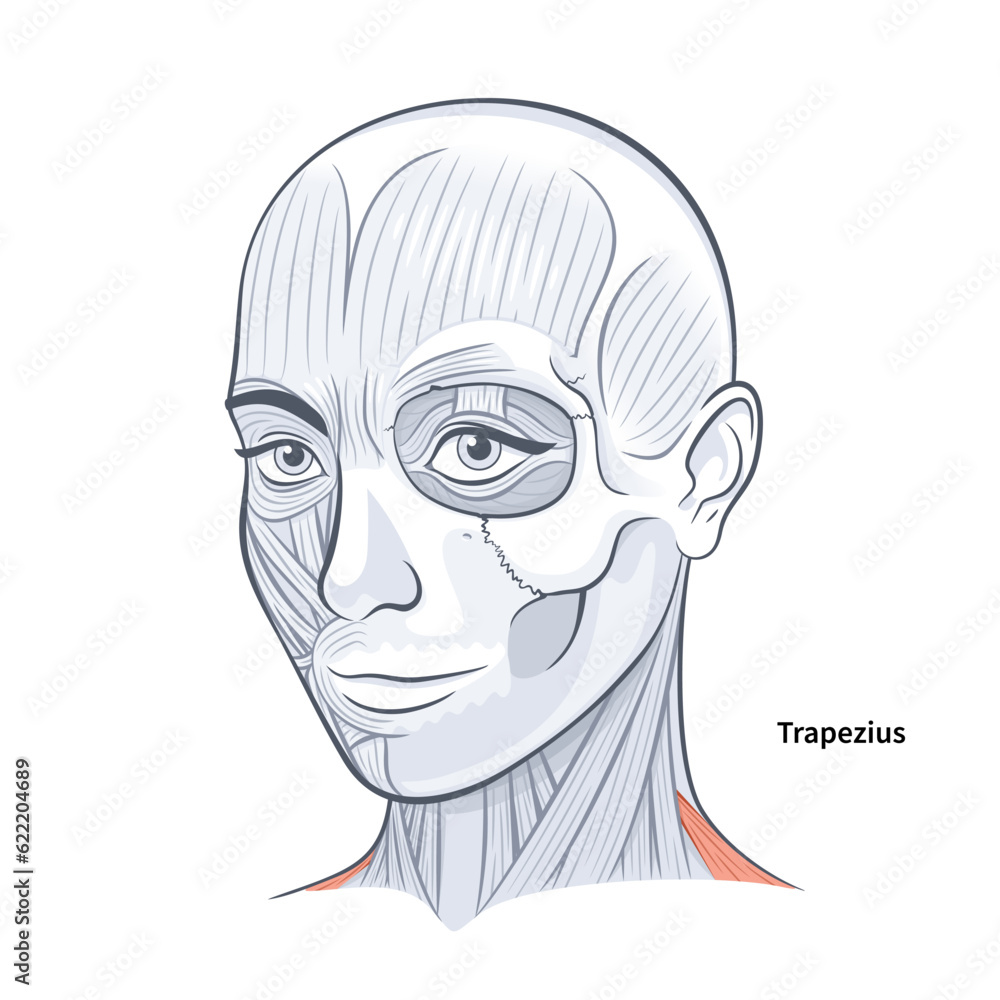 Woman facial anatomy trapezius neck muscle vector illustration